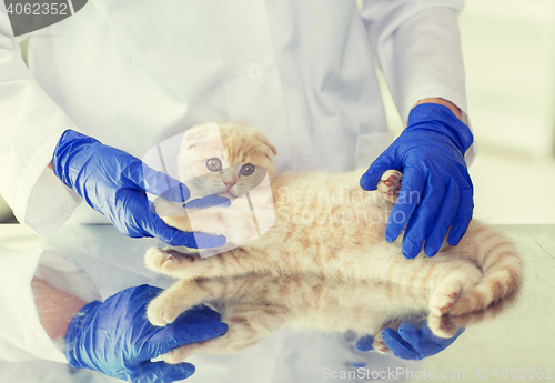 Image of close up of vet with scottish kitten at clinic