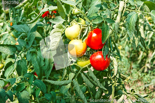 Image of Tomato fruits in greenhouse among leaves