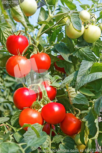 Image of Many rounded red and green tomato fruits in greenhouse