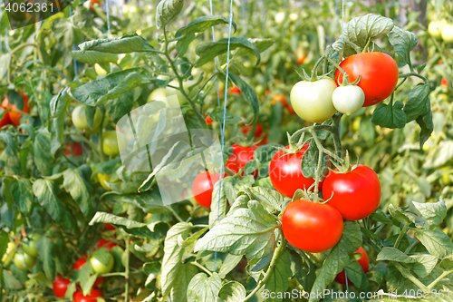 Image of  Many ripe red tomato fruits in greenhouse