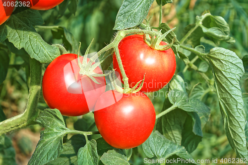 Image of Three big ripe red tomato fruits