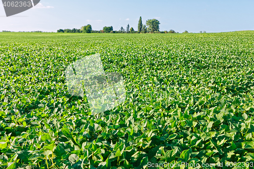 Image of Green soybean field