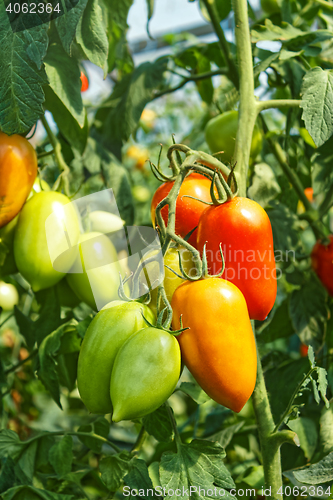 Image of Elongated tomato fruits in greenhouse