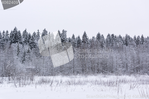 Image of Snowy fir forest