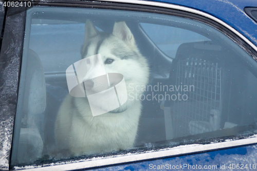 Image of Husky dog inside car