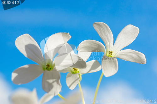 Image of Macro white flowers on blue