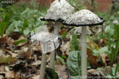 Image of  Inky coprinus among fallen leaves