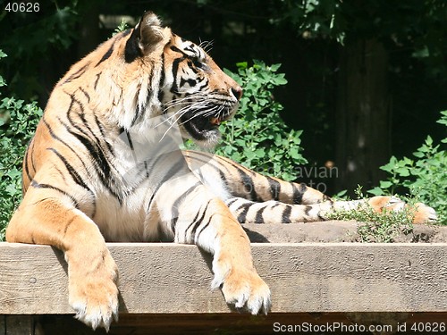 Image of Fierce Tiger