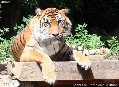 Image of Tiger Face