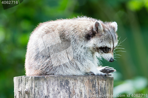 Image of Adult racoon on a tree
