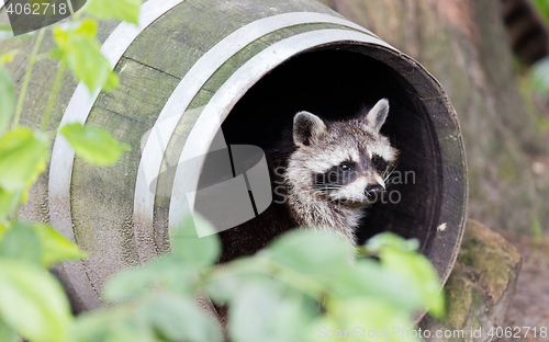 Image of Racoon in a barrel, resting