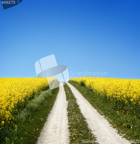 Image of yellow field with oil seed rape in early spring