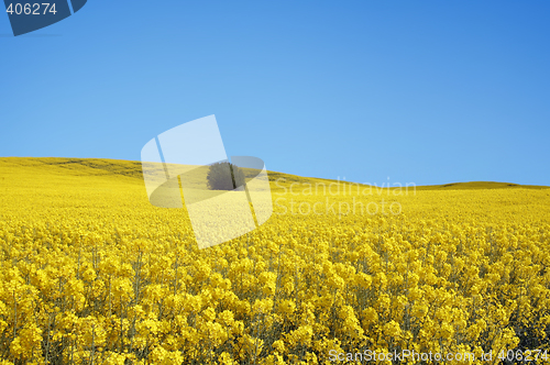 Image of yellow field with oil seed rape in early spring