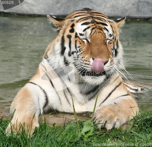 Image of Hungry Tiger