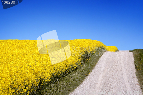 Image of yellow field with oil seed rape in early spring