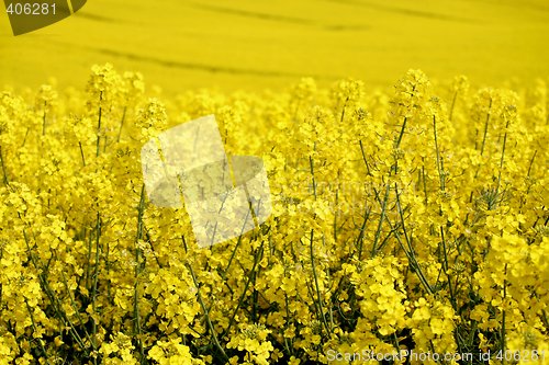 Image of yellow field with oil seed rape in early spring