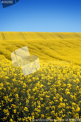 Image of yellow field with oil seed rape in early spring