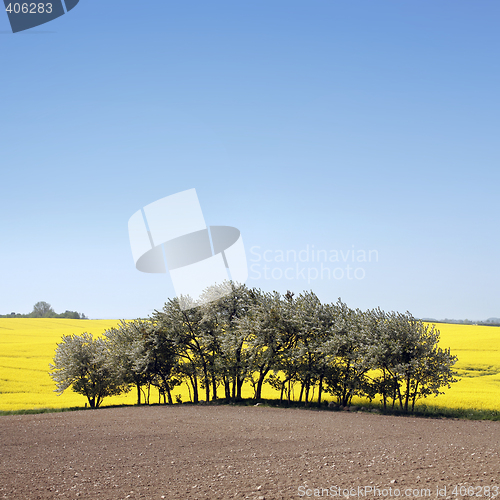 Image of yellow field with oil seed rape in early spring