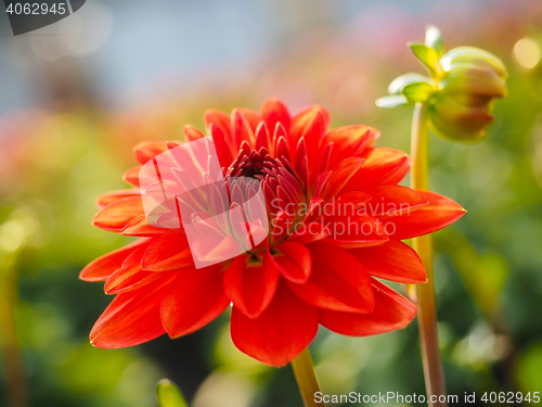 Image of Closeup of dahlia flower with bud at closeup