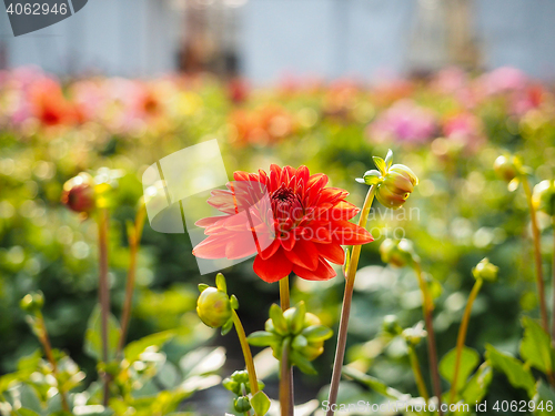 Image of Dahlia flowers sprouting with buds in a greenhouse field