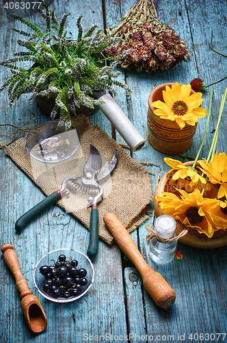 Image of Harvest of medicinal plants