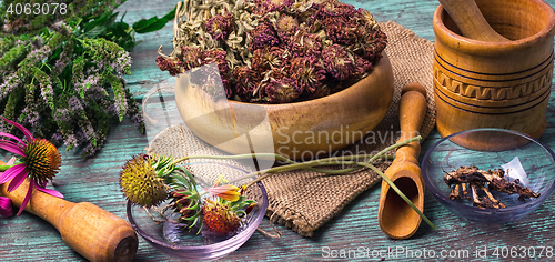 Image of Harvest of medicinal plants