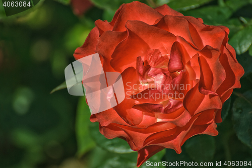 Image of Red garden rose.