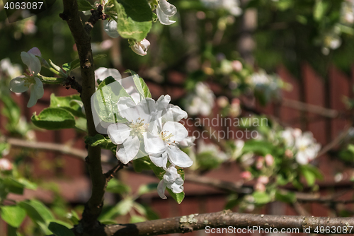 Image of White flowers of apple trees.