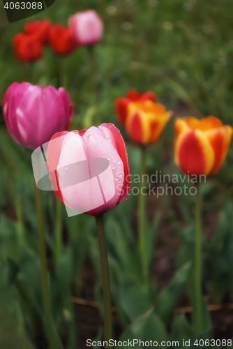 Image of Pink and red tulips.