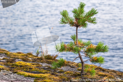 Image of Little the pine.