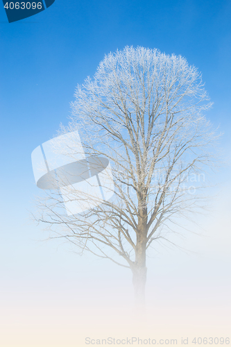 Image of Natural white lace of hoarfrost on frosty tree branches