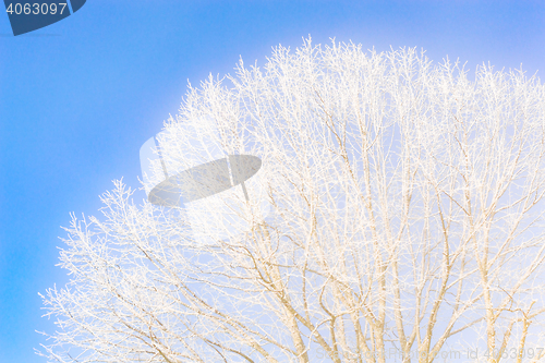 Image of Frozen tree branches against the clear blue sky