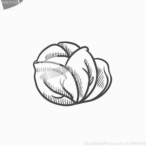 Image of Cabbage sketch icon.