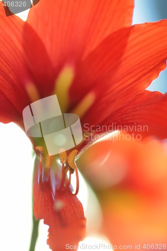 Image of close-up, red lily