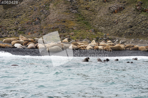 Image of Walruses on the beach