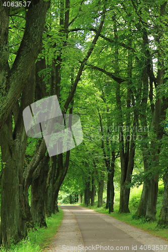 Image of path in the green forest