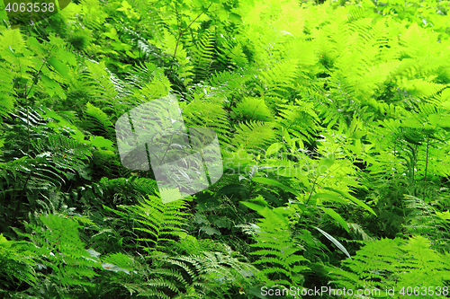 Image of green fern leaves texture