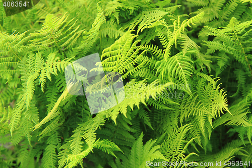 Image of green fern leaves texture