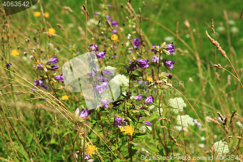 Image of flowers in grass field