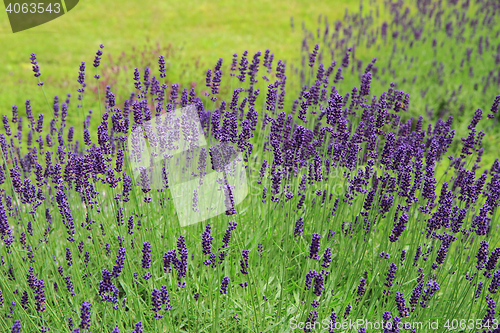 Image of violet lavender field