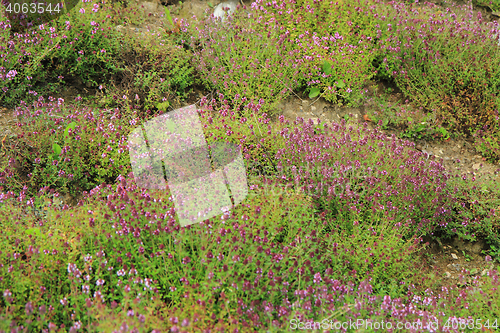 Image of thyme plants with flowers