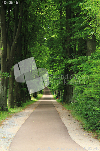 Image of path in the green forest