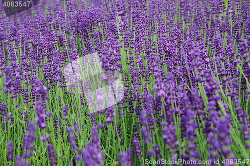 Image of violet lavender field