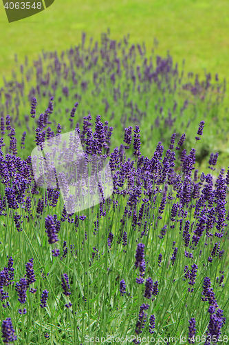 Image of violet lavender field