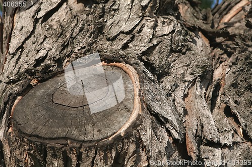 Image of Fragment Very Old Tree with Cut by Branch