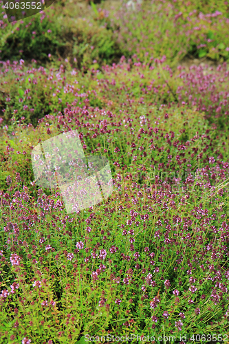 Image of thyme plants with flowers