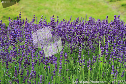 Image of violet lavender field