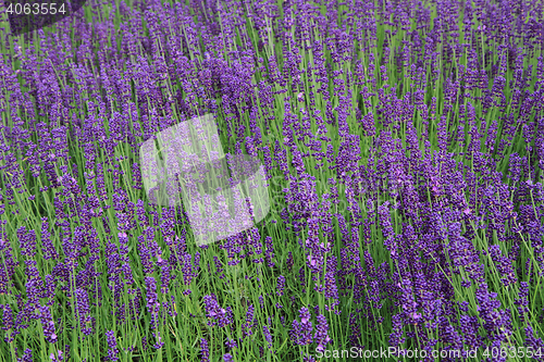 Image of violet lavender field