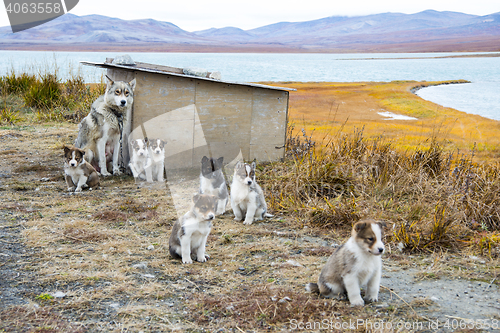 Image of Husky puppies Greenland hill.