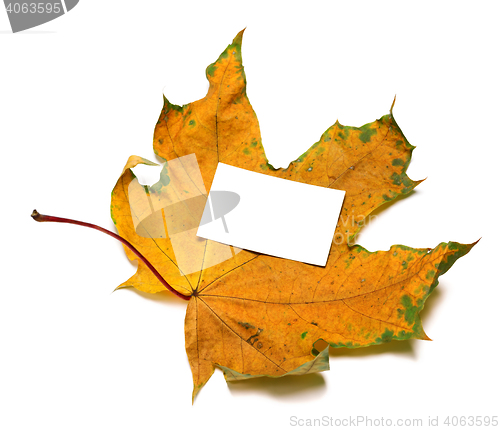 Image of Autumnal dried maple-leaf with white empty price card